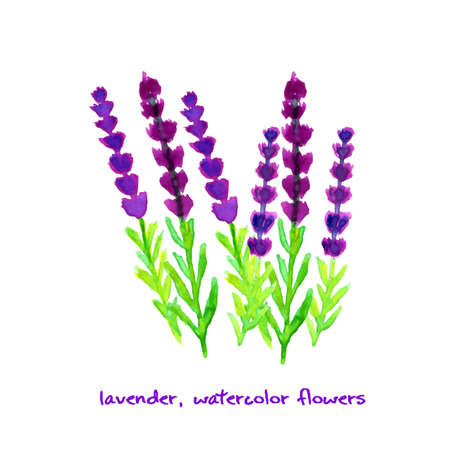 Watercolor lavender. Vector illustrationのイラスト素材