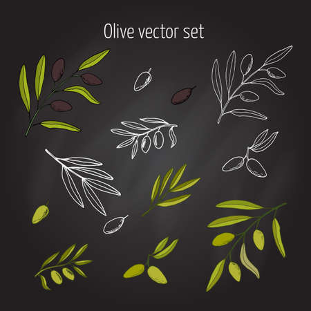 Vector set of hand drawn olive branchesのイラスト素材