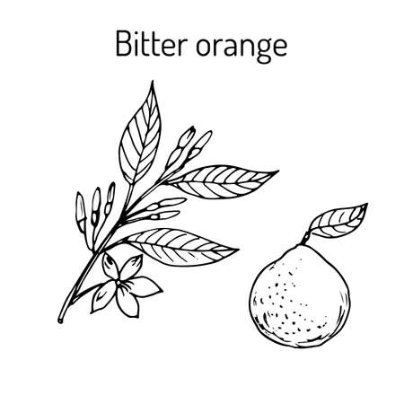Bitter orange, Seville orange, sour orange, bigarade orange, or marmalade orange, twig with flowers. Vector illustrationのイラスト素材