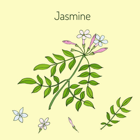 Jasmin branch with flowers. Vector illustrationのイラスト素材