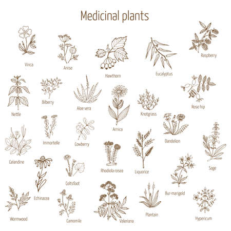 Vintage collection of hand drawn medical herbs and plants. Vector illustration.のイラスト素材