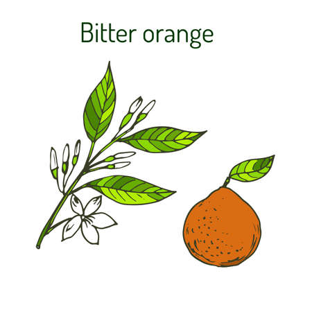 Bitter orange, Seville orange, sour orange, bigarade orange, or marmalade orange, twig with flowers. Vector illustrationのイラスト素材