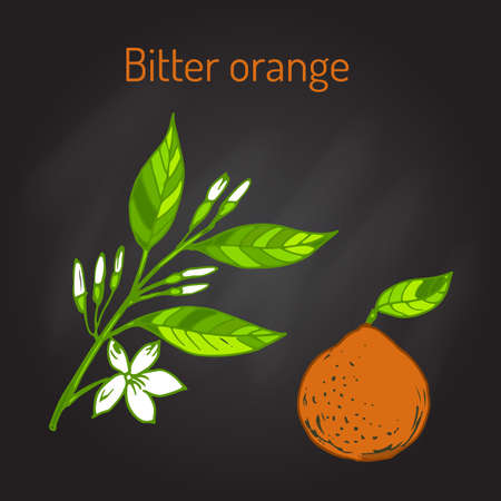 Bitter orange, Seville orange, sour orange, bigarade orange, or marmalade orange, twig with flowers. Vector illustrationのイラスト素材