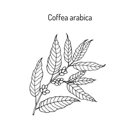 Hand drawn coffee tree branch. Vector illustrationのイラスト素材