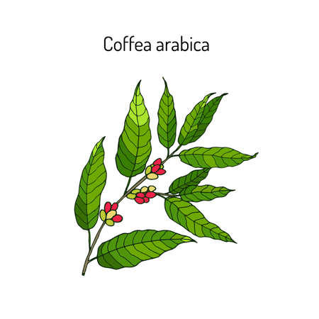 Hand drawn coffee tree branch. Vector illustrationのイラスト素材