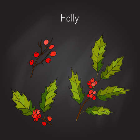 Holly tree branch with green leaves and red berries. Vector illustrationのイラスト素材