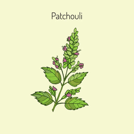 Patchouli (Pogostemon cablin), also patchouly or pachouli - aromatic and medicinal plant, vector illustrationのイラスト素材