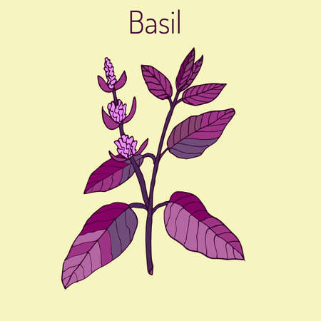 Basil, Thai basil, or sweet basil, culinary and aromatic herb. Vector illustrationのイラスト素材