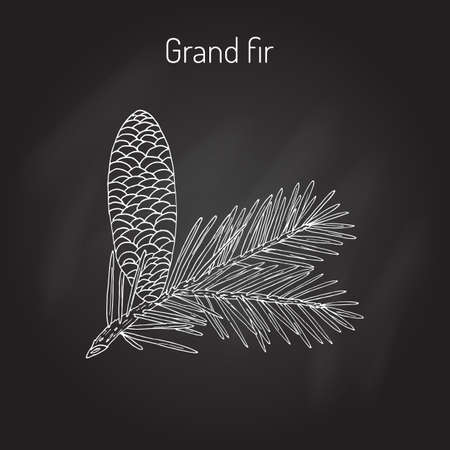 Great silver fir, or grand fir (abies grandis). Vector illustrationのイラスト素材