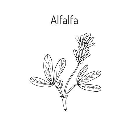 Alfalfa (Medicago sativa). Vector illustrationのイラスト素材