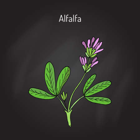 Alfalfa (Medicago sativa). Vector illustrationのイラスト素材