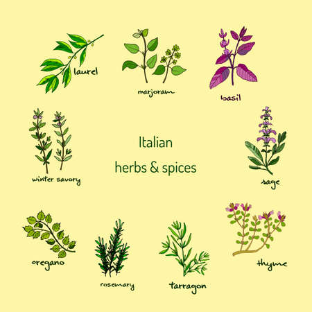 Italian herbs and spices - winter savory, laurel, marjoram, oregano, rosemary, sage, thyme, basil, tarragon. Vector illustrationのイラスト素材