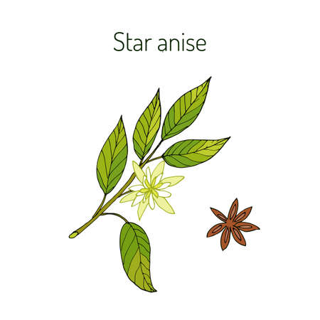 Star anise, star anise seed, or Chinese star anise (illicium verum), aromatic plant. Vector illustrationのイラスト素材