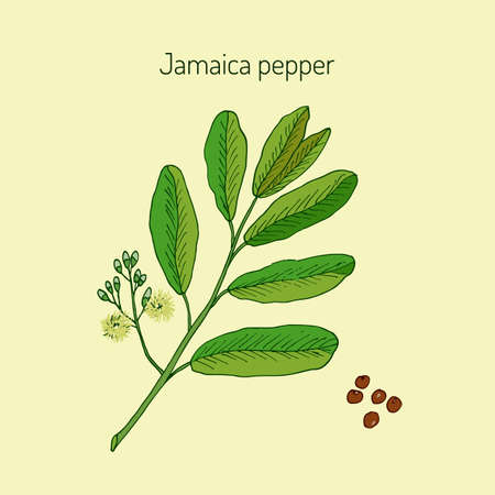Allspice, or Jamaica Pepper, or English pepper, or Myrtle Pepper, or Pimenta, or Newspice, or Pimenta dioica. Vector illustrationのイラスト素材