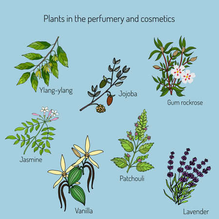 Plants in the perfumery and cosmetics. Vector illustrationのイラスト素材