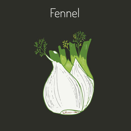 Aromatic herbs collection - fennel. Vector illustrationのイラスト素材