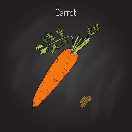 Carrots.  Series of vegetables and ingredients for cooking.のイラスト素材