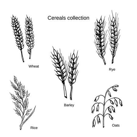 Set of cereals. Barley, rye, oats, rice and wheat. Vector illustrationのイラスト素材