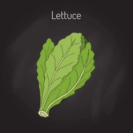 Salad Lettuce. Hand drawn vegetable. Vector illustrationのイラスト素材