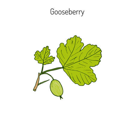 Hand drawn green gooseberry branch. Vector illustrationのイラスト素材