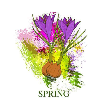 Spring greeting card with crocus flower on colorful watercolor splash background. Vector illustrationのイラスト素材