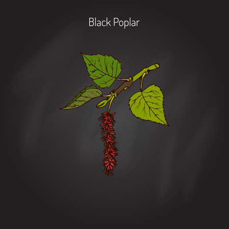 Populus nigra, black poplar. Vector illustrationのイラスト素材