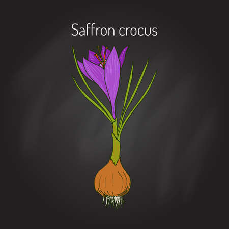 Saffron crocus - spring flower. Botanical handdrawn vector illustrationのイラスト素材
