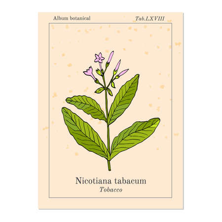 Tobacco plant (Nicotiana tabacum). Botanical hand-drawn vector illustrationのイラスト素材