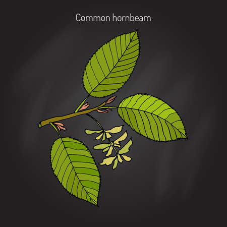 European or common hornbeam (Carpinus Betulus) with leaves and fruits. Botanical hand drawn vector illustrationのイラスト素材