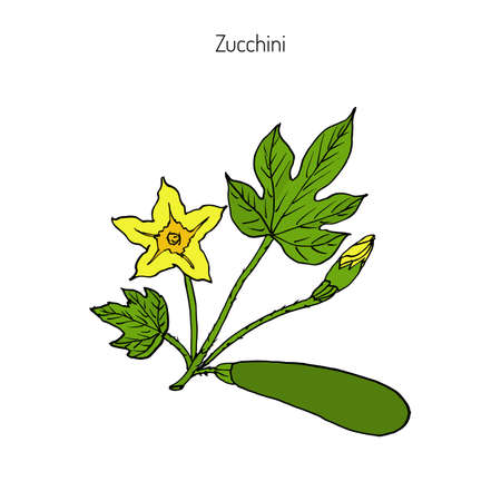 Flowering and ripe fruits of zucchini plant, vegetable garden. Hand drawn botanical vector illustrationのイラスト素材
