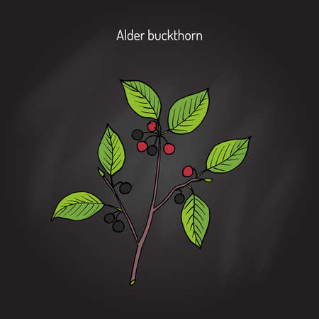 Rhamnus frangula (Frangula alnus), the alder buckthorn, glossy buckthorn, or breaking buckthorn. Medicinal plant. Hand drawn botanical vector illustration.のイラスト素材