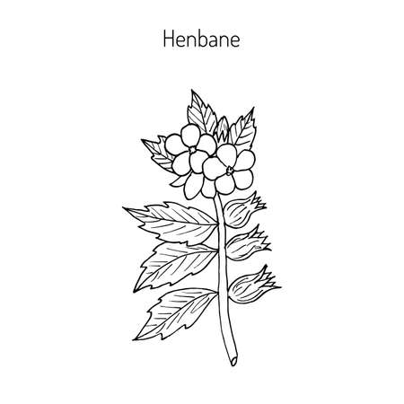 Black Henbane or Hyoscyamus niger. Poisonous plant. Hand drawn botanical vector iluustrationのイラスト素材