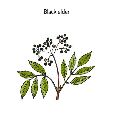 Black elder, elderberry, black elder, European elder, European elderberry or European black elderberry. Medicinal plant. Hand drawn botanical vector illustrationのイラスト素材