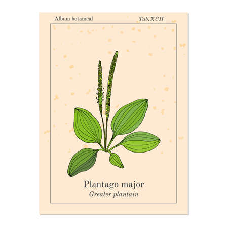 Great plantain. Plantago major - medicinal plant. Hand drawn botanical vector illustrationのイラスト素材