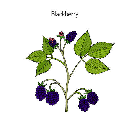 Blackberry, Rubus armeniacus. Hand drawn botanical vector illustrationのイラスト素材