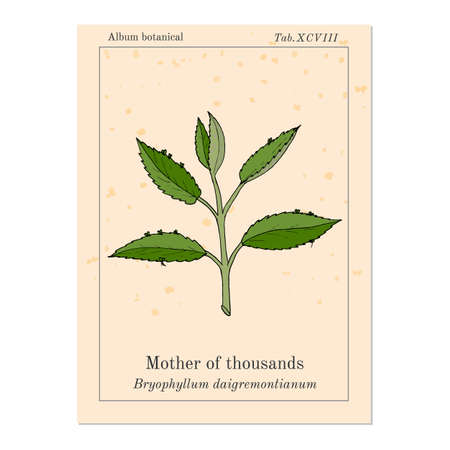 Bryophyllum daigremontianum, also called Mother of Thousands, Alligator Plant, or Mexican Hat Plant (Kalanchoe daigremontiana). Hand drawn botanical vector illustrationのイラスト素材