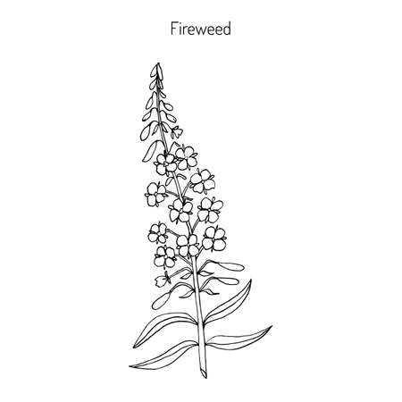 Chamerion angustifolium,  fireweed, great willow-herb, rosebay willow-herb. Hand drawn botanical vector illustrationのイラスト素材