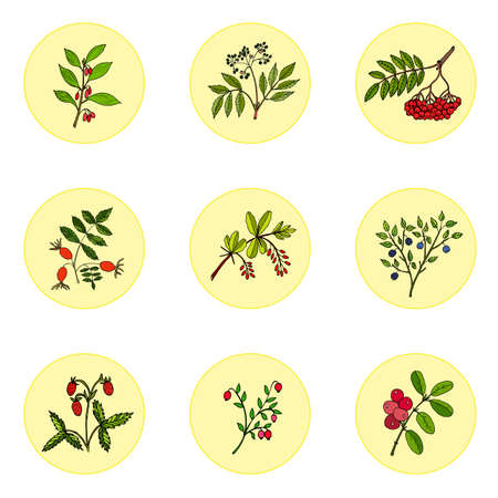 Wild berries set. Vintage collection of hand drawn berries plants. Vector illustrationのイラスト素材