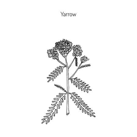 Achillea millefolium or Yarrow, medicinal plant. Hand drawn botanical vector illustrationのイラスト素材