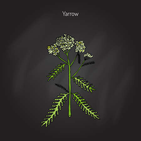 Achillea millefolium or Yarrow, medicinal plant. Hand drawn botanical illustrationのイラスト素材