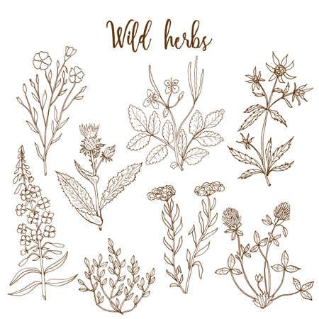 Wild herbs set isolated on white background. illustrationのイラスト素材