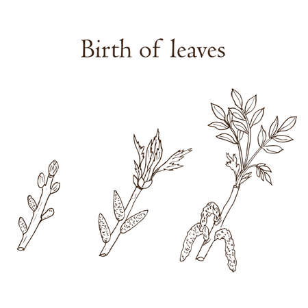 Spring branches with leaves and buds. Set of spring blooming branches. Hand-drawn illustration. Spring conceptのイラスト素材