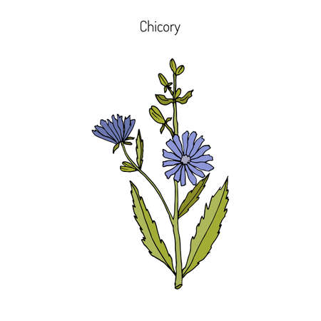 Chicory (Cichorium Intybus). Hand drawn botanical illustrationのイラスト素材