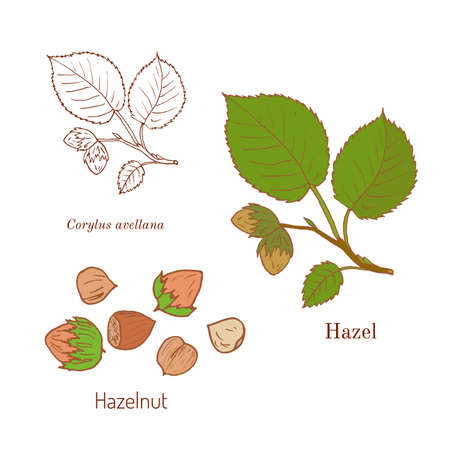 Hand drawn hazelnut branch. Botanical illustrationのイラスト素材