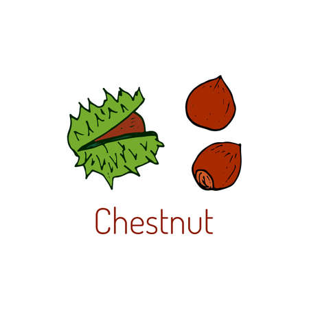 Chestnut. Hand drawn illustrationのイラスト素材