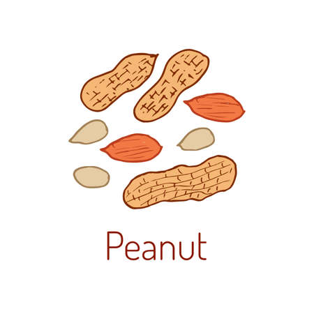 Peanuts. Hand drawn illustrationのイラスト素材