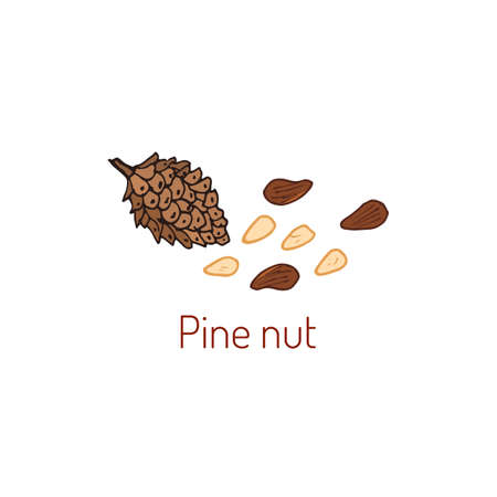 Pine nuts and pine cone. Hand drawn illustrationのイラスト素材