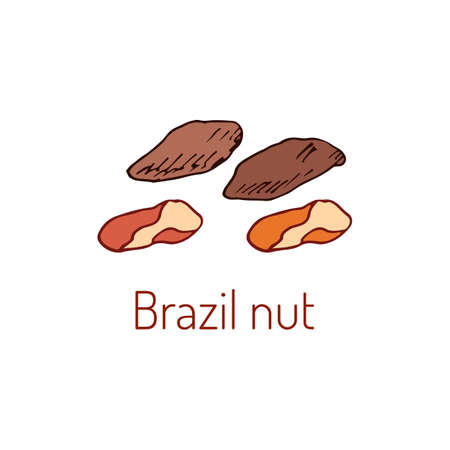 Brazil nuts. Hand drawn illustrationのイラスト素材