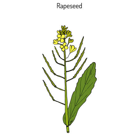 Rapeseed (Brassica napus),or rape, oilseed rape, rapa, rappi, rapaseed. Hand drawn botanical vector...
