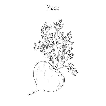 Maca (Lepidium meyenii) peruvian superfood. Hand drawn botanical vector illustrationのイラスト素材